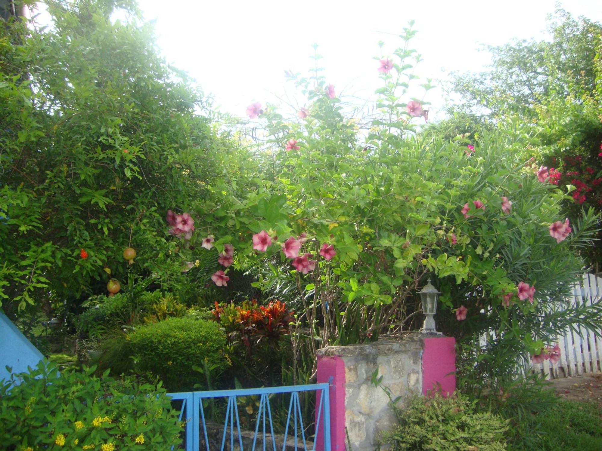 Ellen Bay Cottages Saint Philips Exterior photo